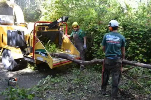 tree services Inglewood